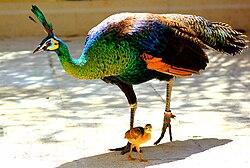 Peacock