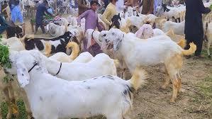 Buy and Sell Goats Online in Pakistan with Mannddi