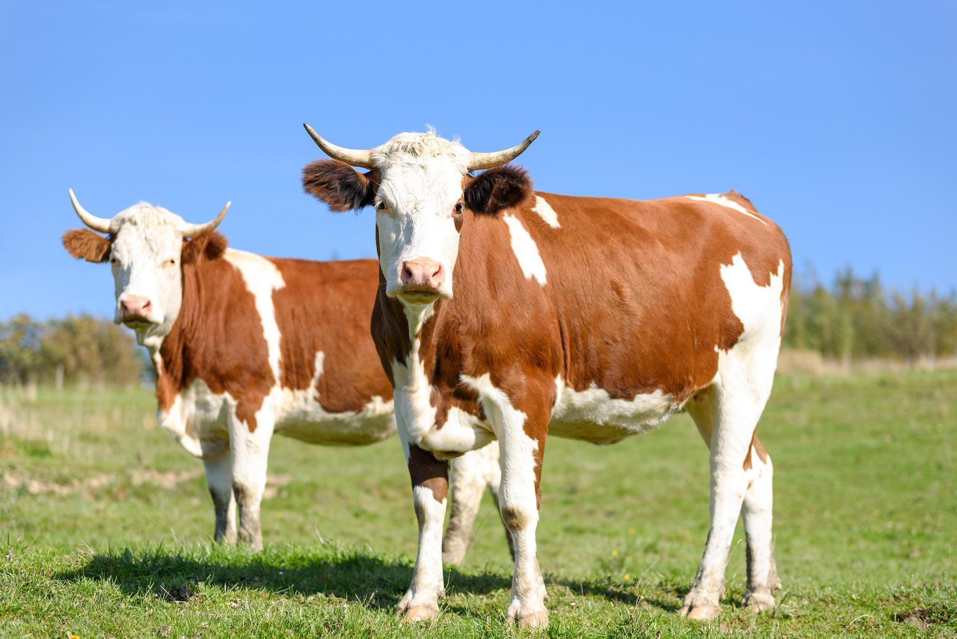 Buy and Sell Cows Online in Pakistan with Mannddi