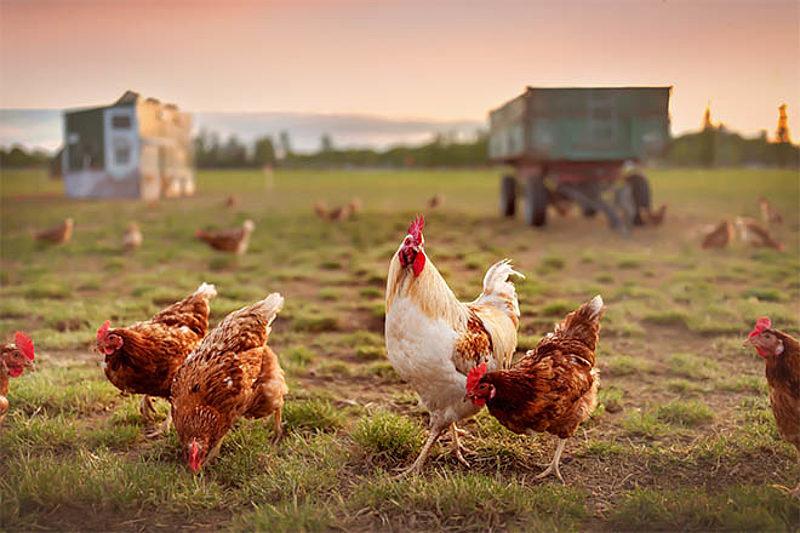 Naturally Raised Poultry in Pakistan: Fresh Organic Buying Guide