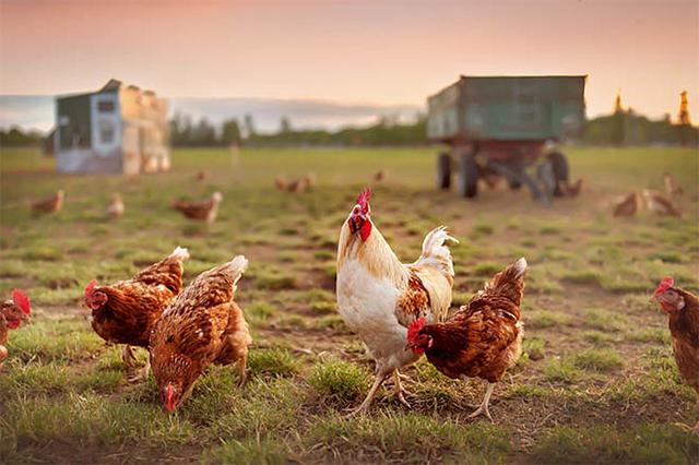 Naturally Raised Poultry in Pakistan: Fresh Organic Buying Guide